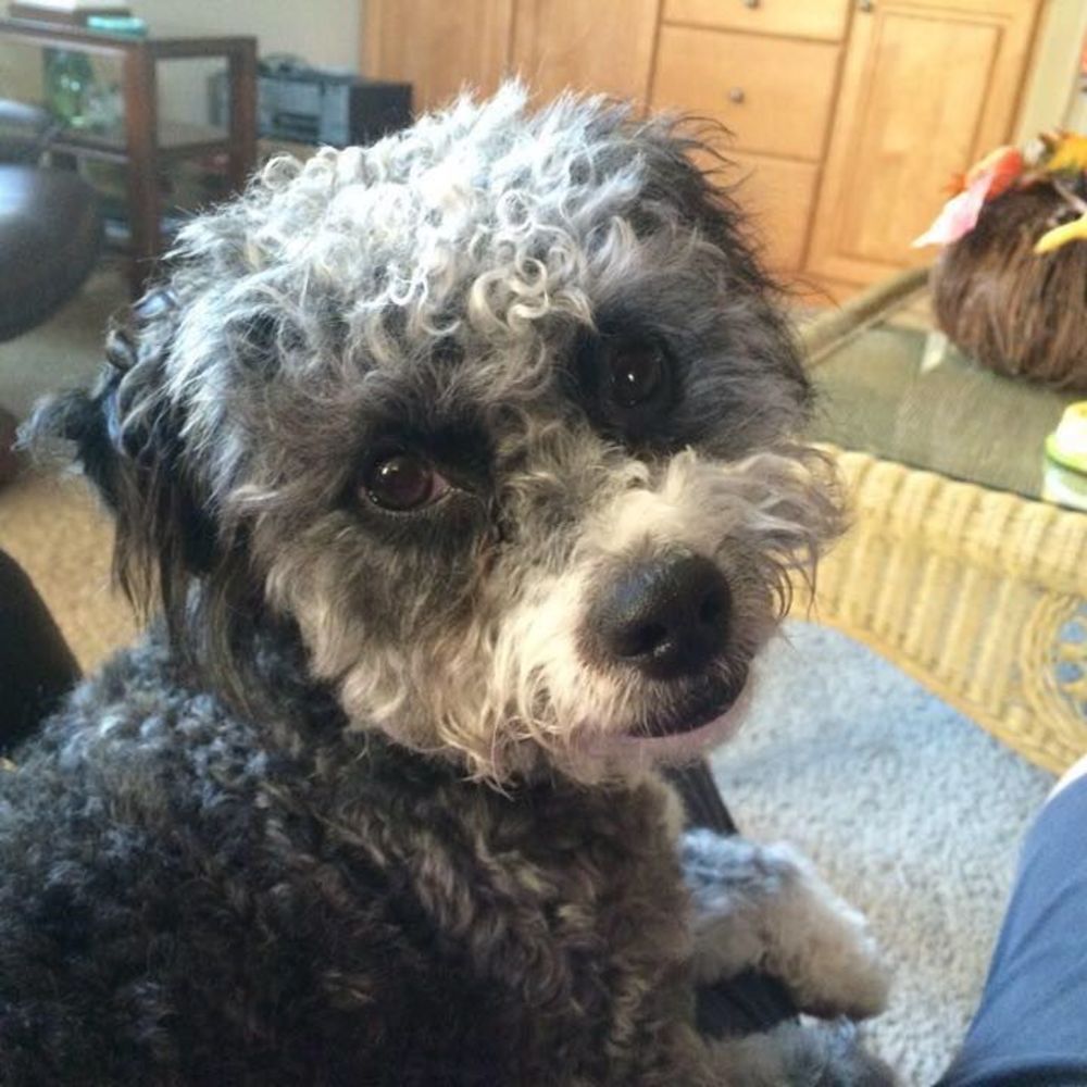 Meet your Posher, Linda